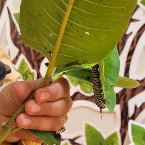 Hawbridge students examining a monarch caterpillar on milkweed.